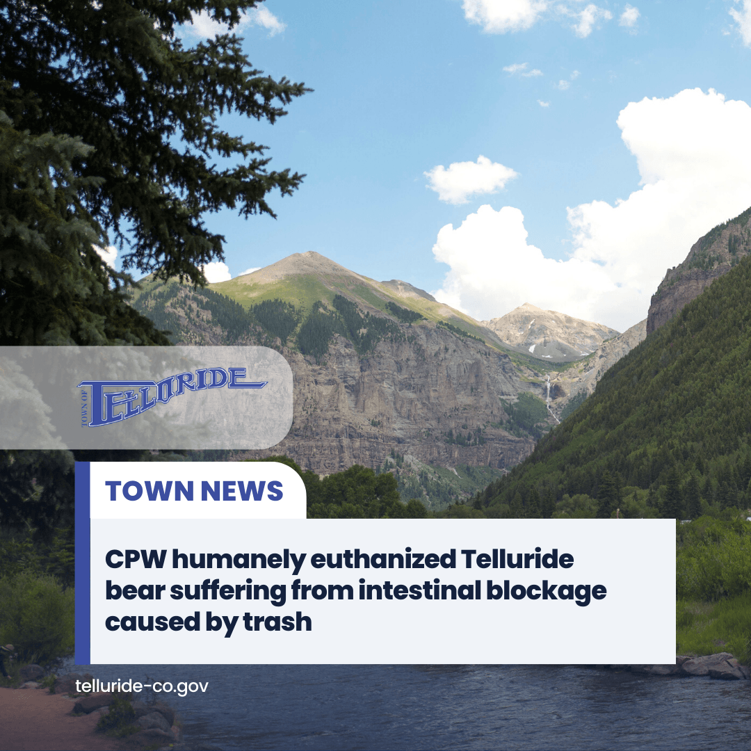 CPW humanely euthanized Telluride bear suffering from intestinal blockage caused by trash