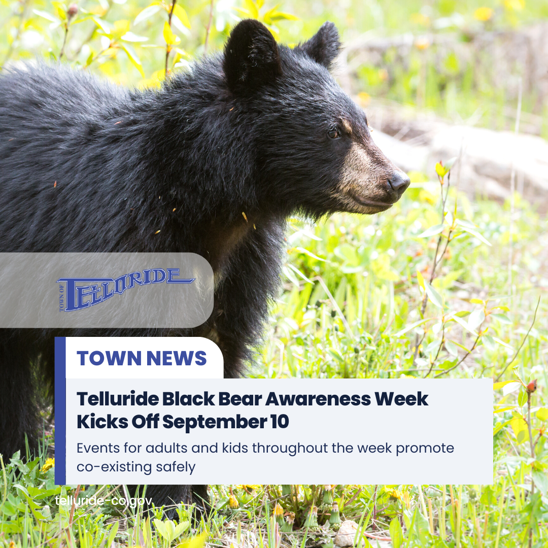 Telluride Black Bear Awareness Week Kicks Off September 10